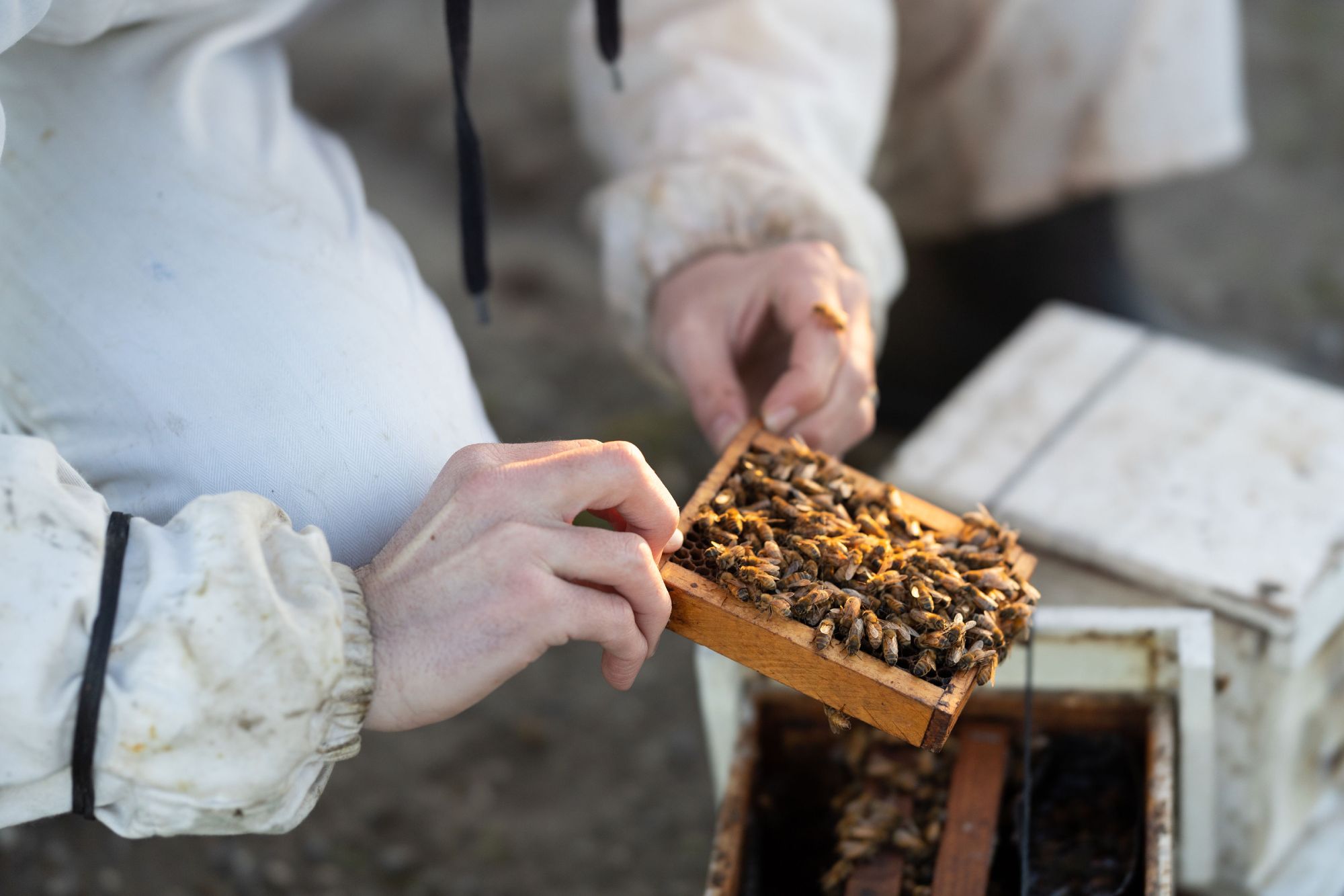 Queen Bee: Creston Bee Company - Edible San Luis Obispo